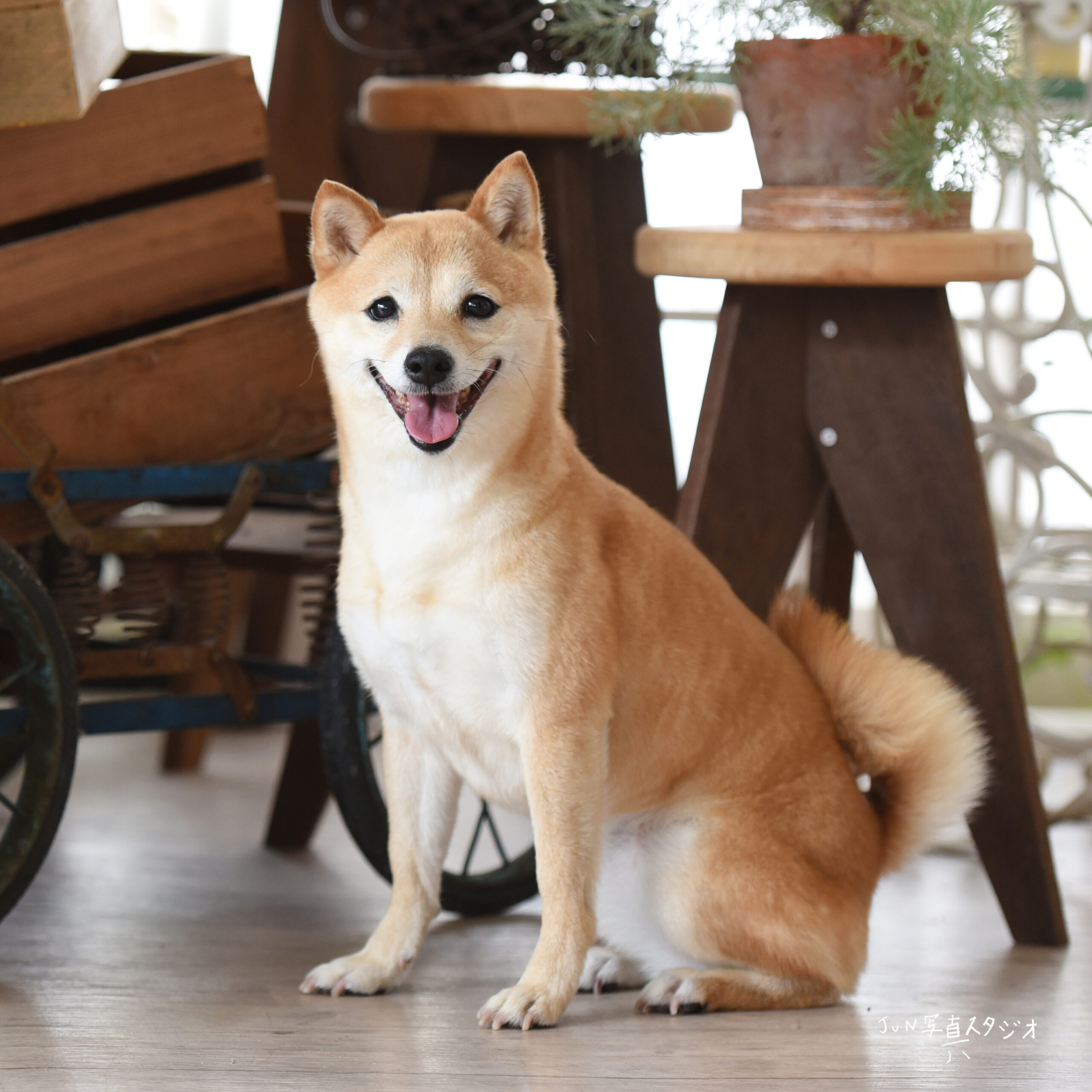 しば