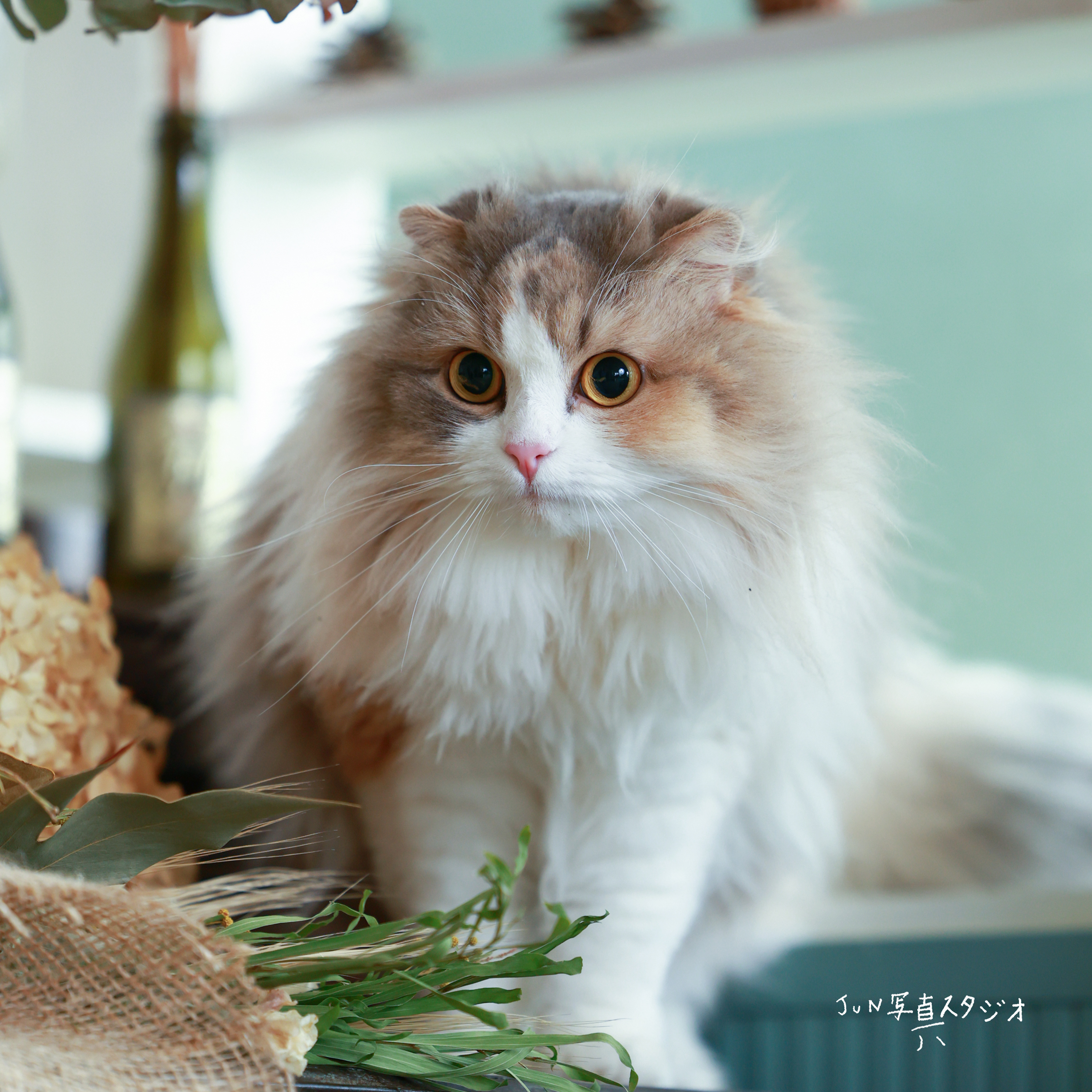 ねこ