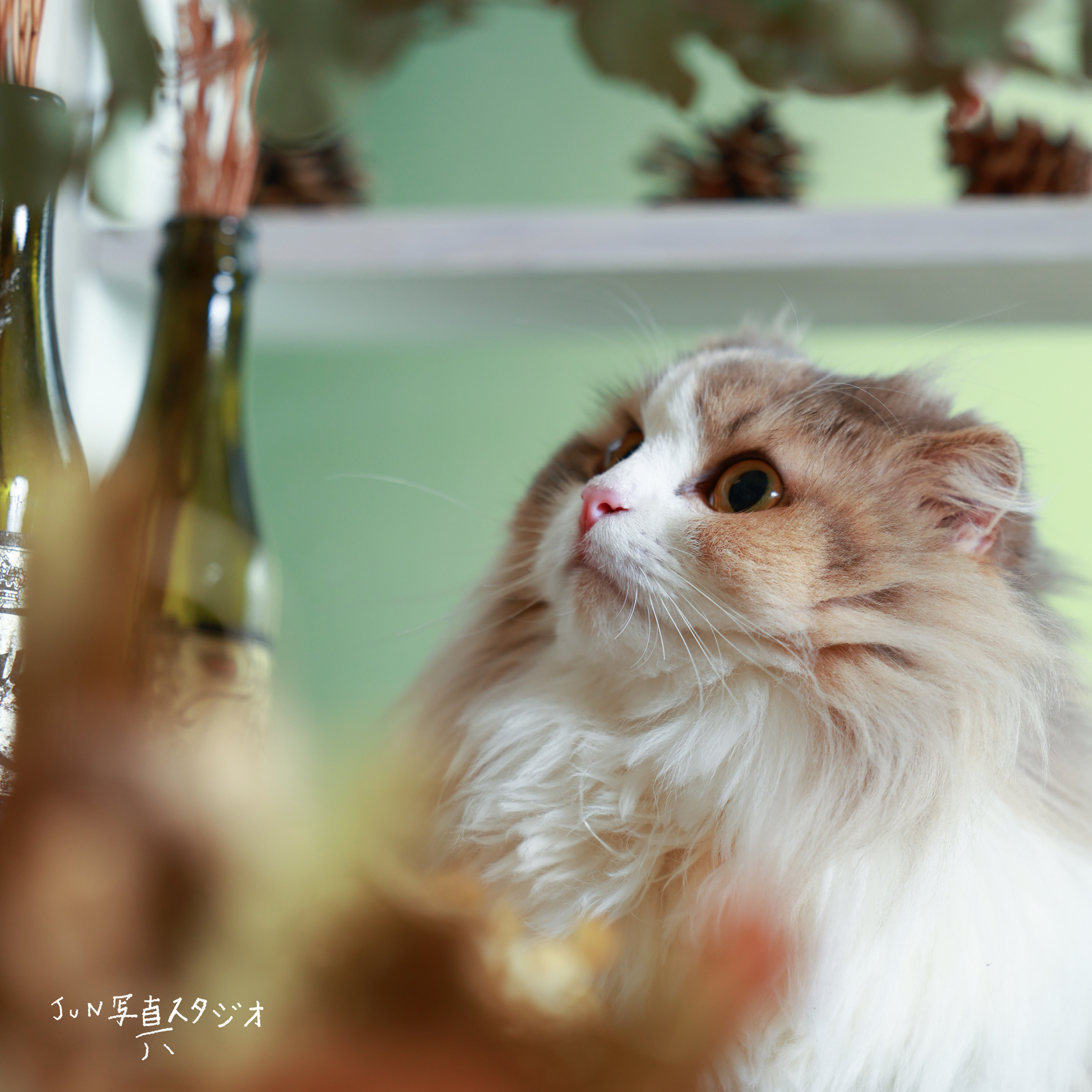 ねこ